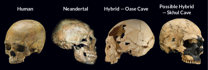 Skulls