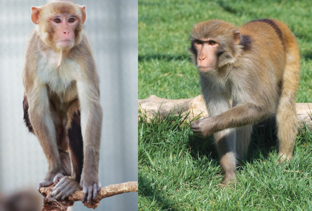 Macaques