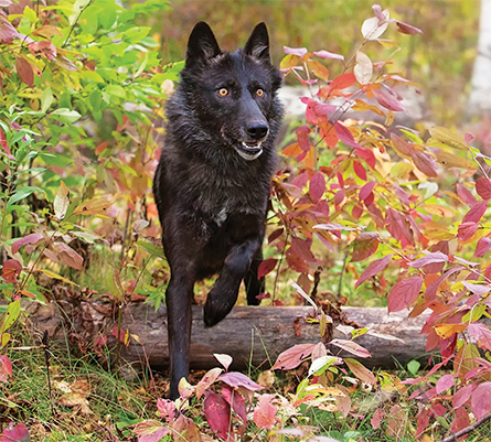 Gray wolf