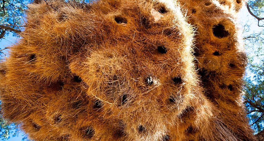 african weaver bird nest