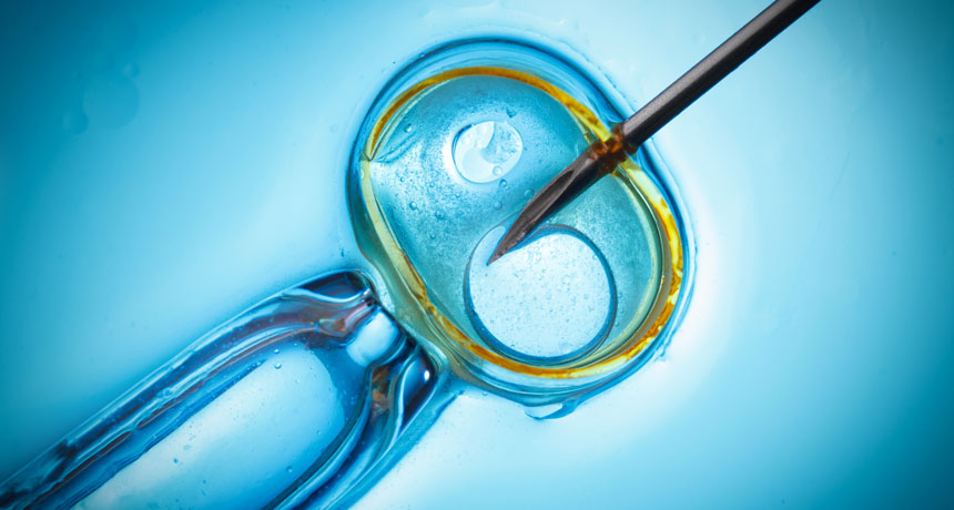 egg fertilization