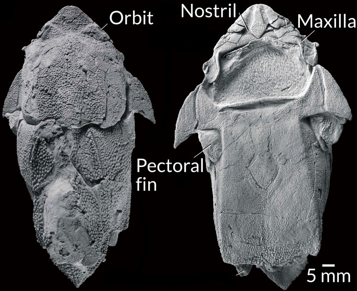 placoderm maxilla
