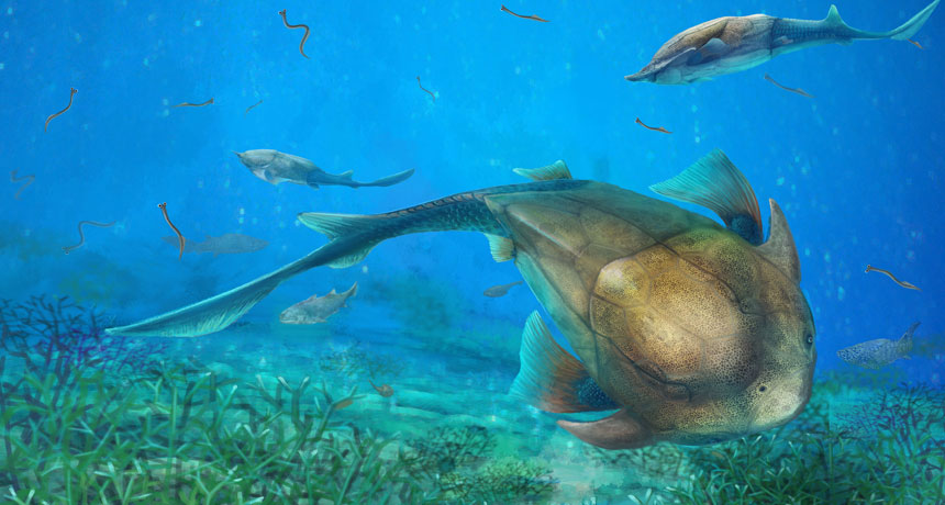 placoderm illustration