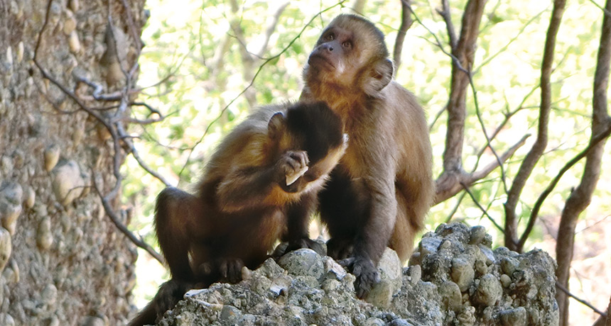 Capuchin monkey