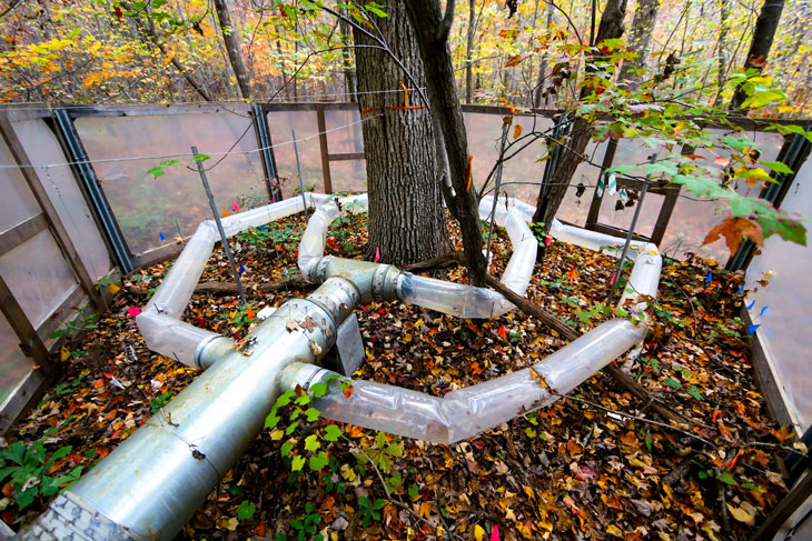 Ant enclosure