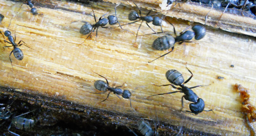 ants