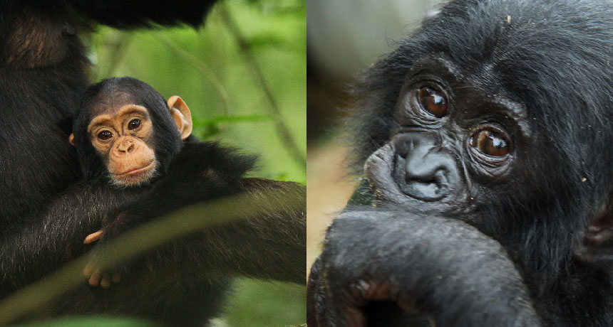 Chimpanzee vs bonobo - apodi