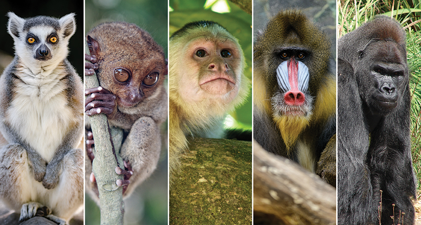 primates