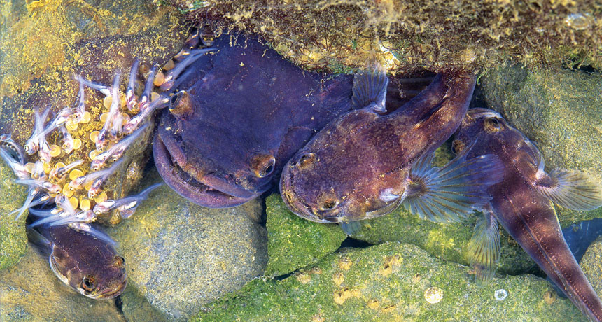 Midshipman fish