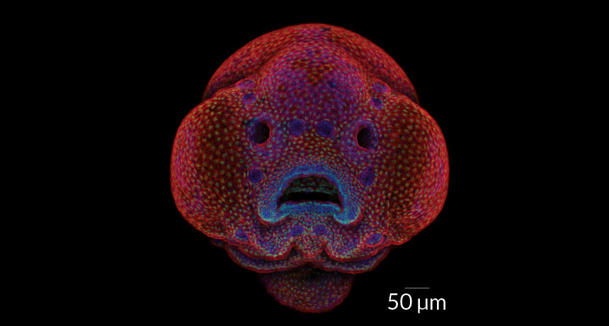 fish face