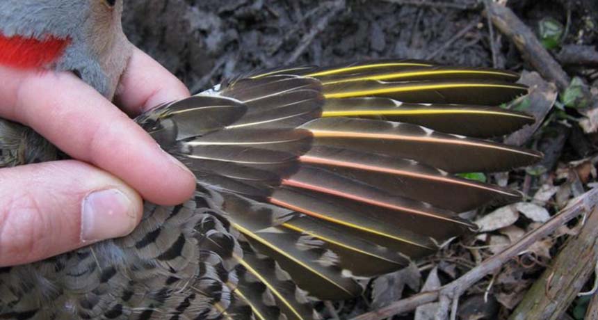 Yellow-shafted Flicker feathers