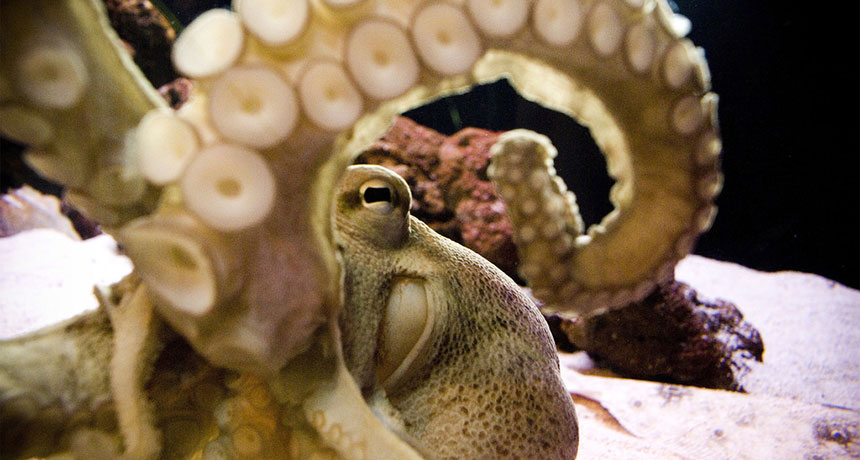 octopus