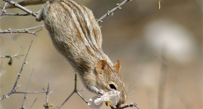 an african striped mouse