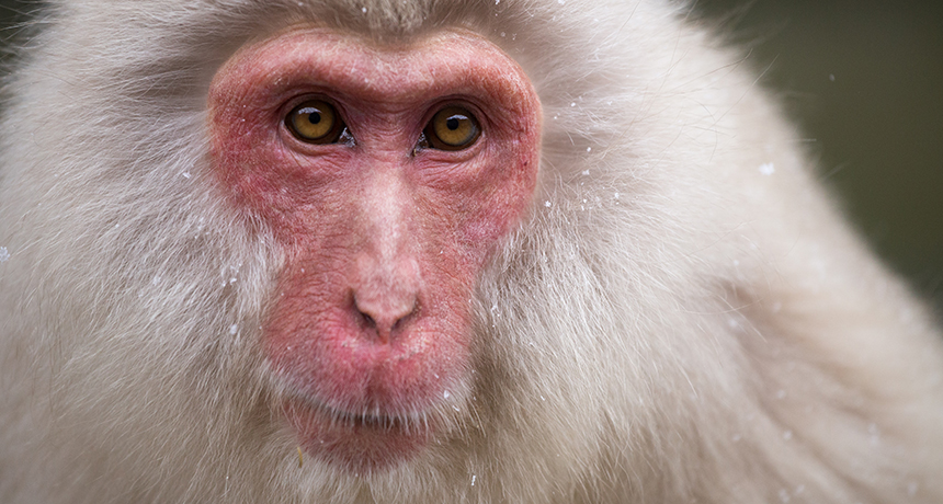 a Japanese macaque