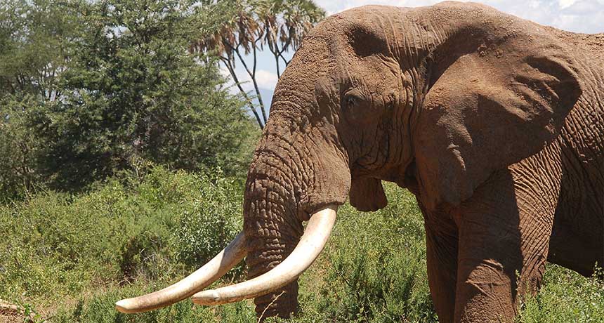 African elephant Kenya