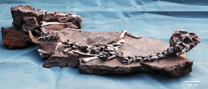 oviraptor fossil