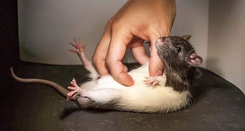 rat getting tickled