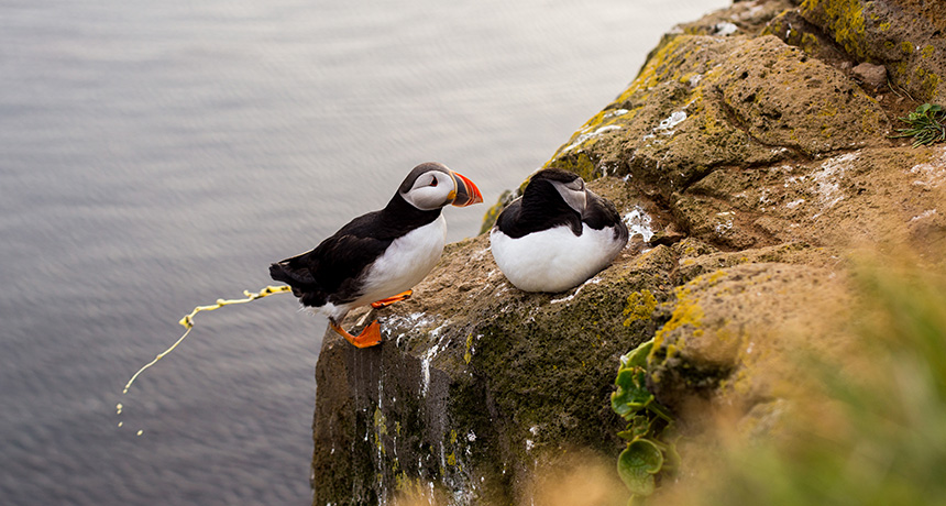 Arctic birds