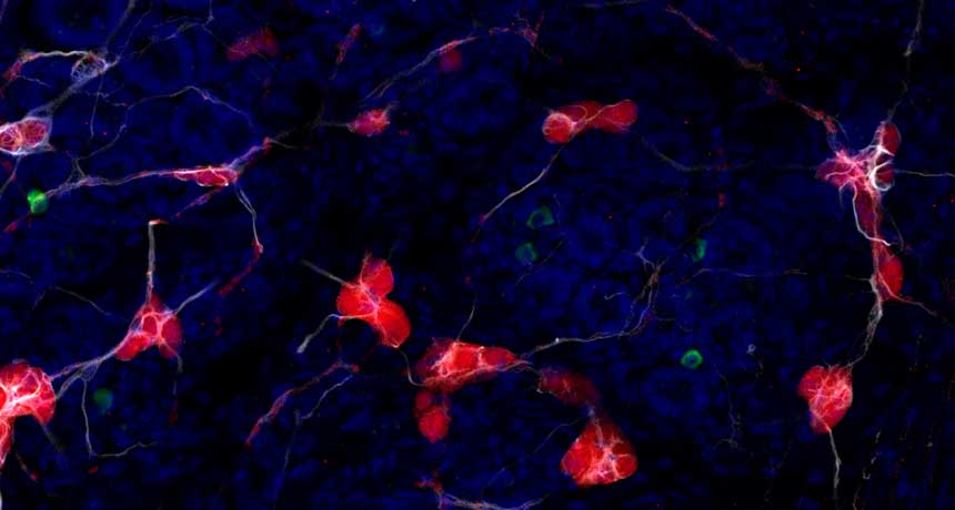 mouse nerve cells