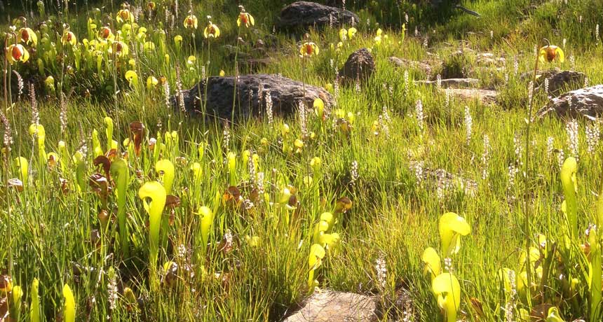 pitcher plants in California