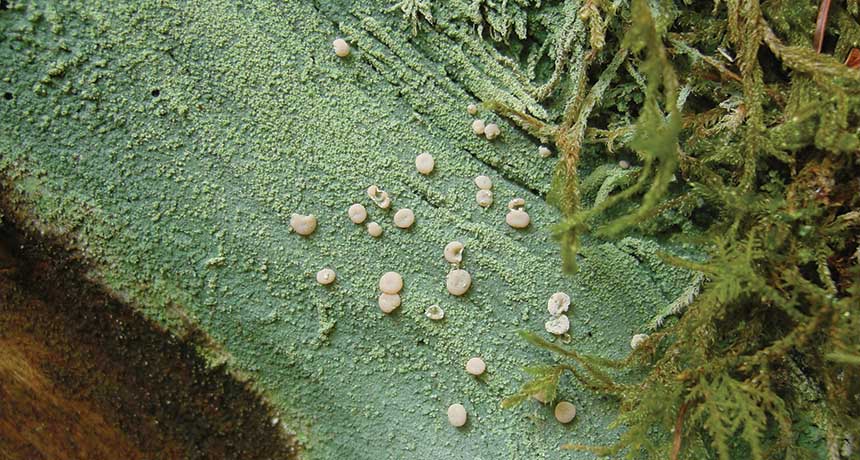 Fairy barf lichen