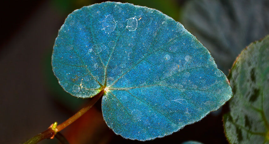 blue begonia leaf