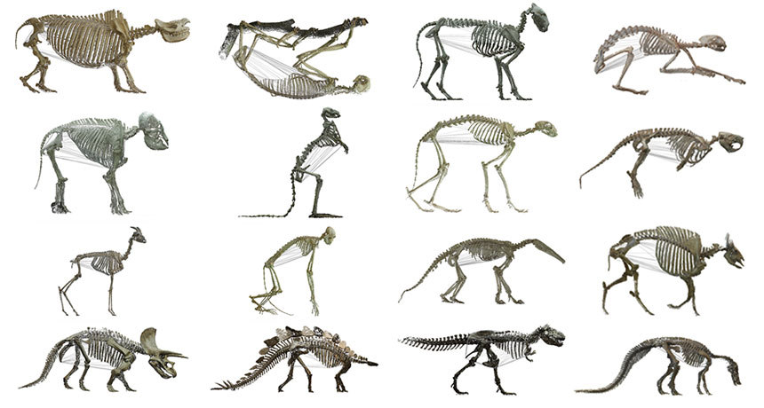 Plant-eating mammals sport bigger bellies than meat eaters Plant-eating mammals sport bigger bellies than meat eaters