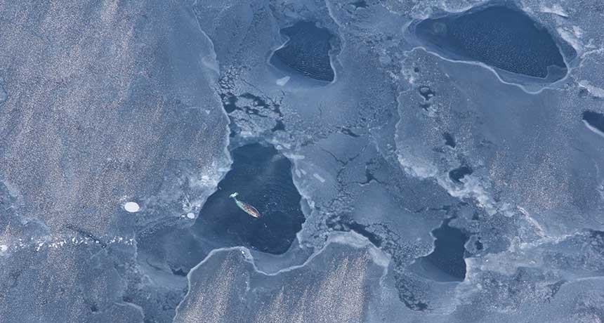 narwhal in Arctic
