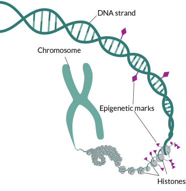 Epigenetic marks may help assess toxic exposure risk — someday