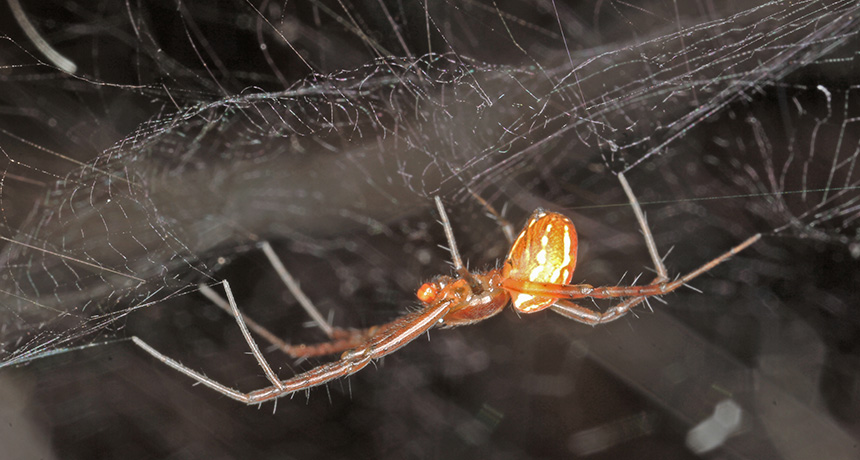 Manogea spider