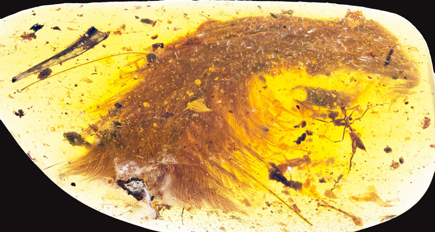 Preserved dino feather