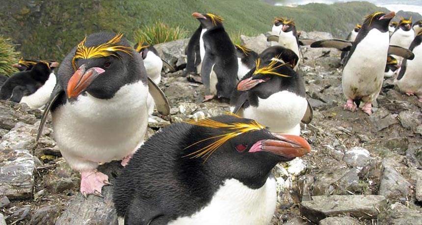 Why crested penguins lay mismatched eggs