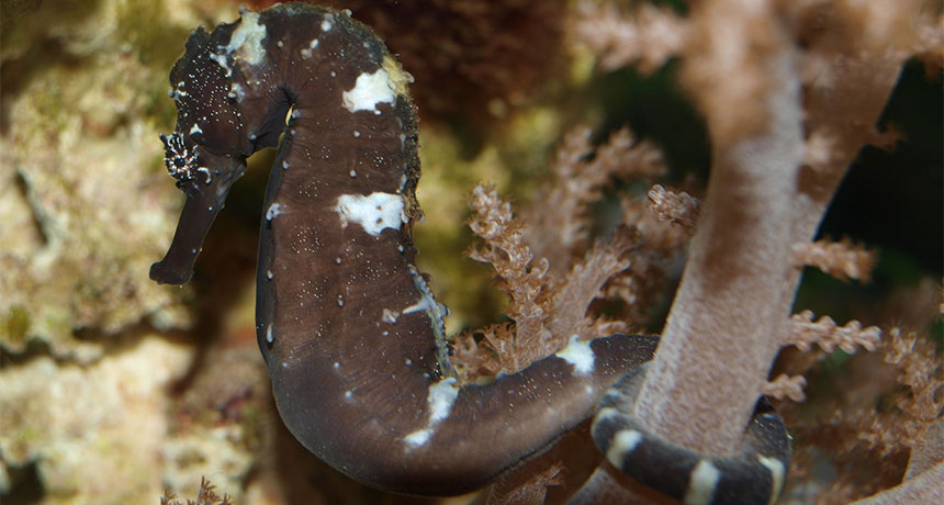 tiger tail seahorse