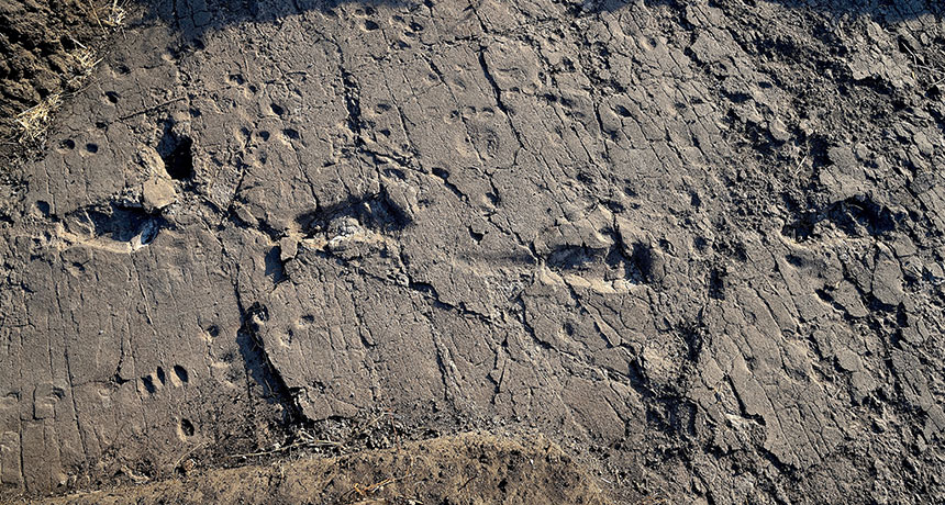 A. afarensis footprints