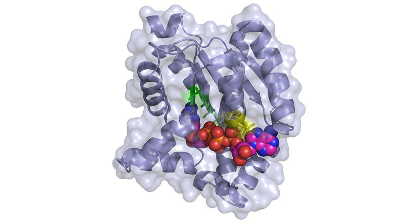 adenylate kinase enzyme bond