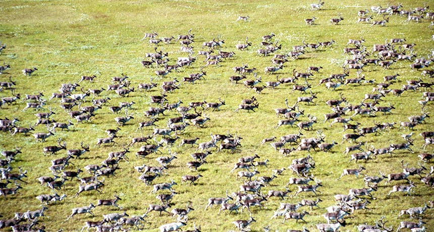 World's largest reindeer population may fall victim to climate change | Science News World's largest reindeer population may fall victim to climate change | Science News