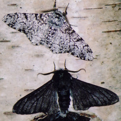 peppered moths