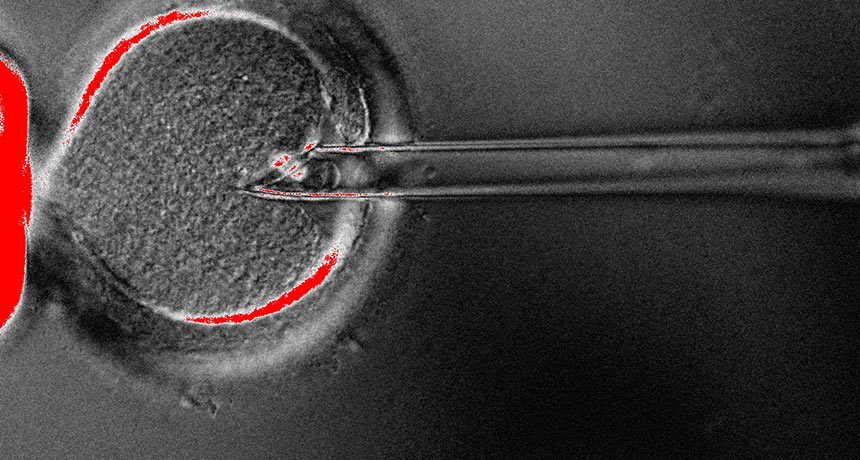 Embryo