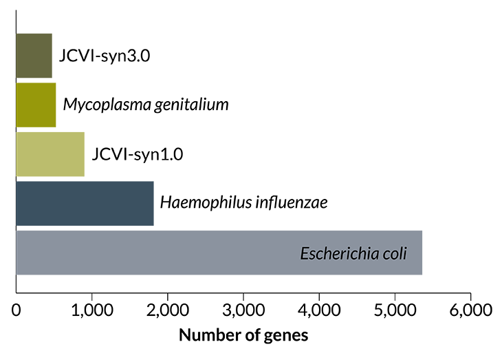 JCVIsyn3.0 graph