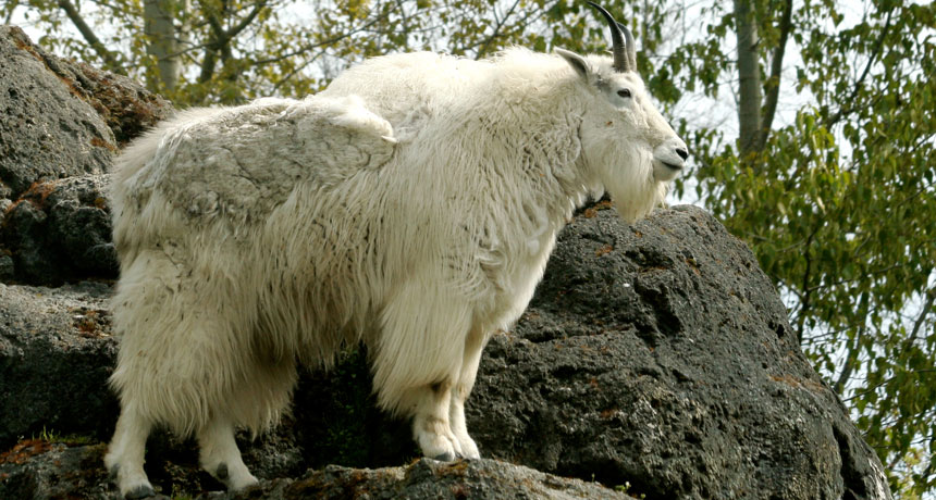 Why a mountain goat is a better climber than you | Science News Why a mountain goat is a better climber than you | Science News