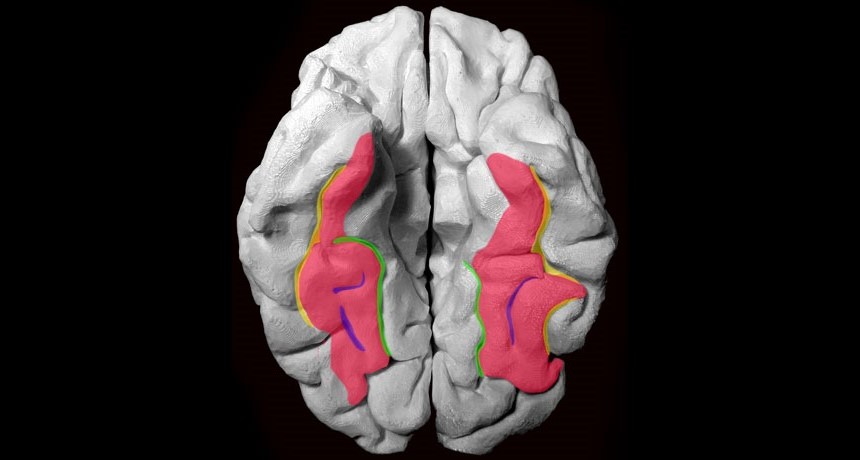 fusiform gyrus