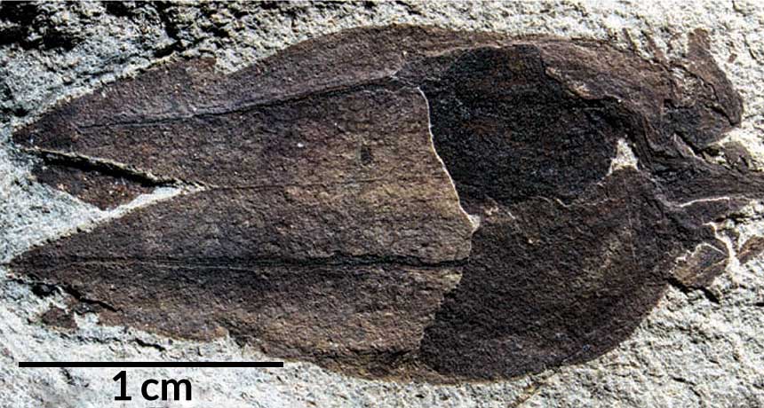 tomatillo fossil