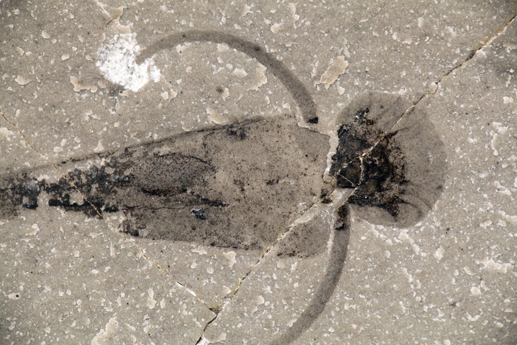 fossil of hyolith
