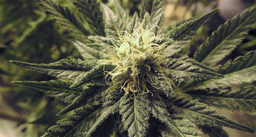 marijuana
