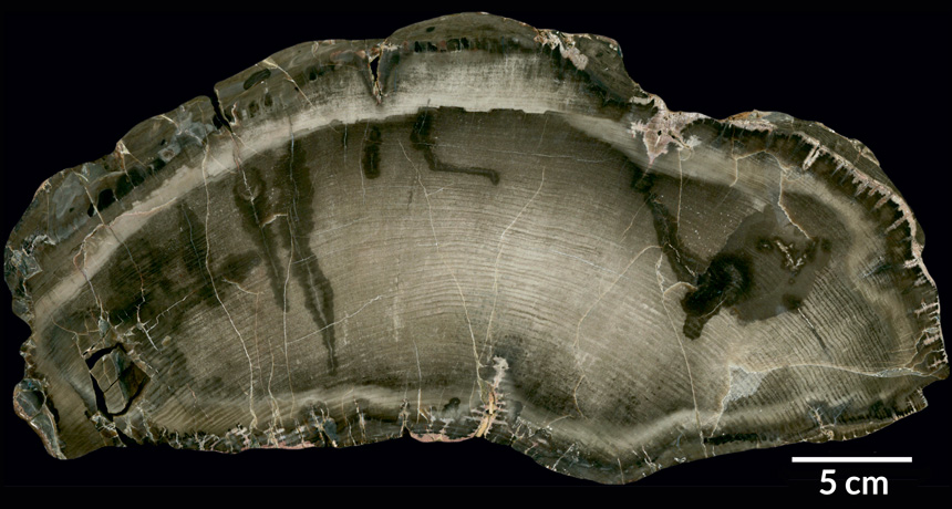 tree rings