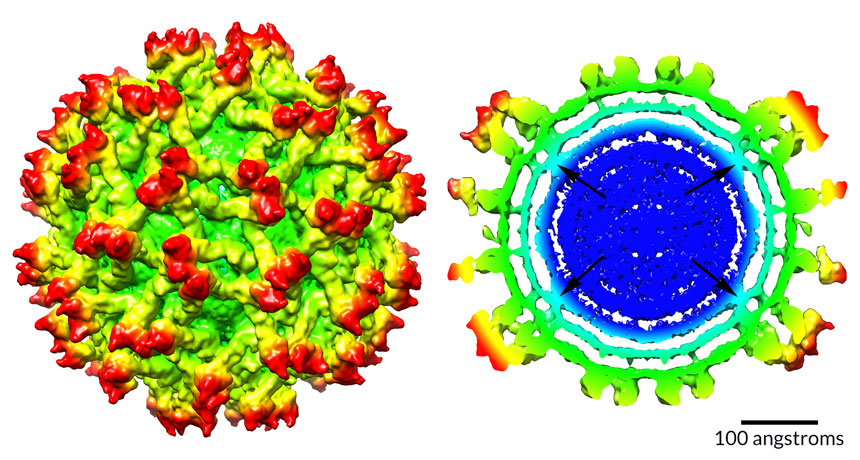 cryo-electron microscopy map of immature zika virus