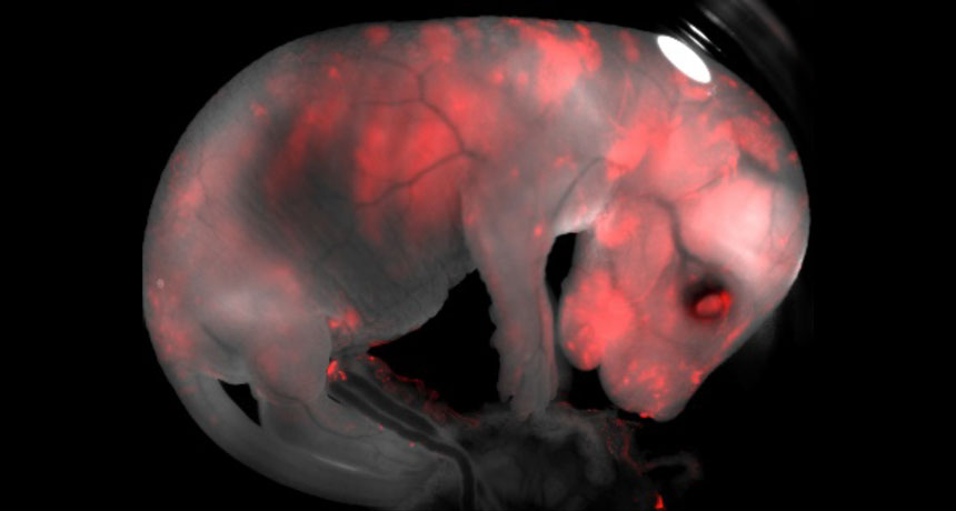 chimeric mouse embryo