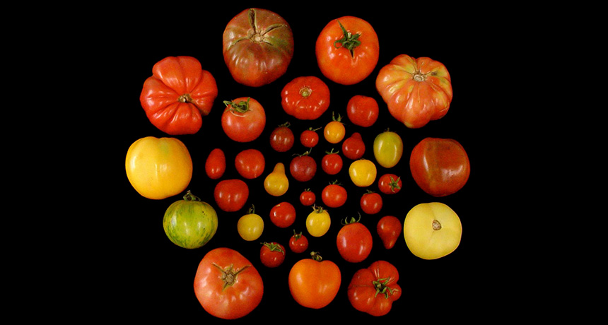 various tomatoes