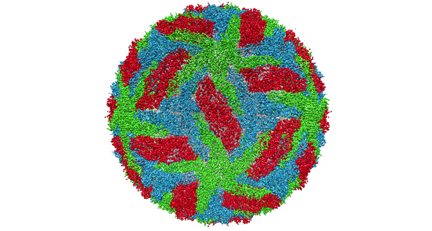 dengue virus structure