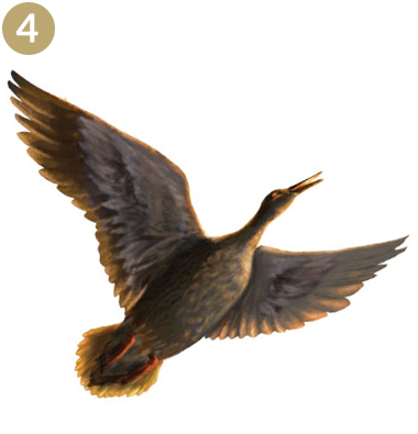 VEGAVIS